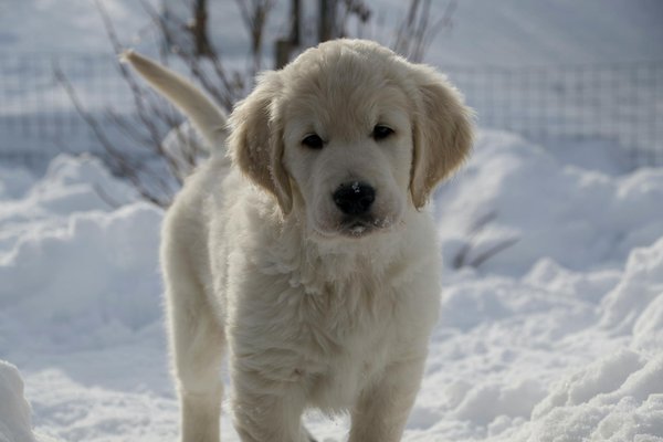 How can you travel safely with your dog in the UK?