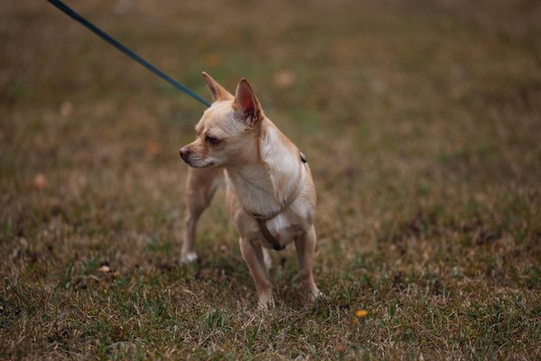 What are the common behavioral issues in pet rats and how to address them?