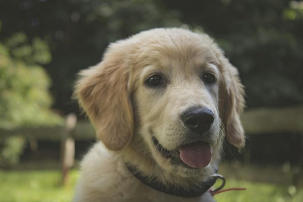 How can you train your dog to adapt to city life in the UK?